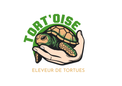 Tortoise