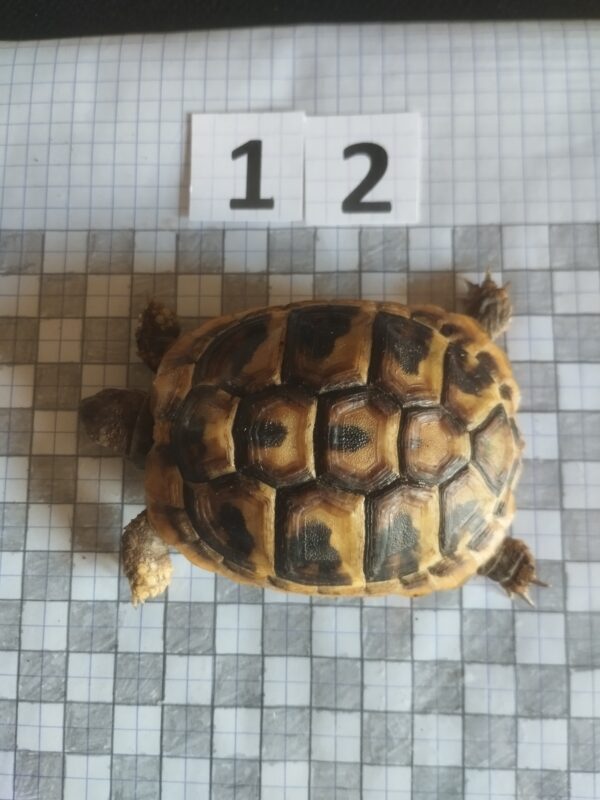 Testudo Hermanni Boettgeri n°12 - 04254 (RESERVEE)