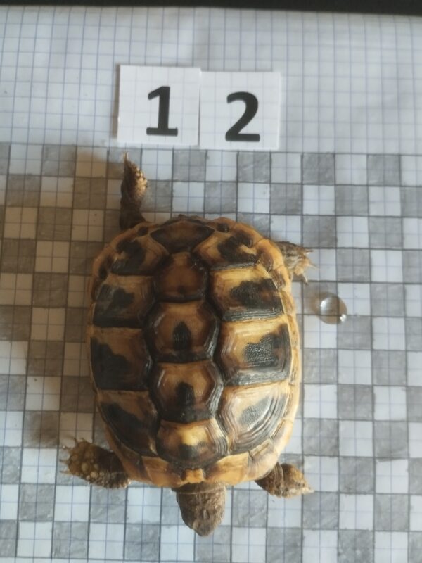 Testudo Hermanni Boettgeri n°12 - 04254 (RESERVEE) – Image 3