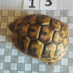 Testudo Hermanni Boettgeri n°13 - 05964