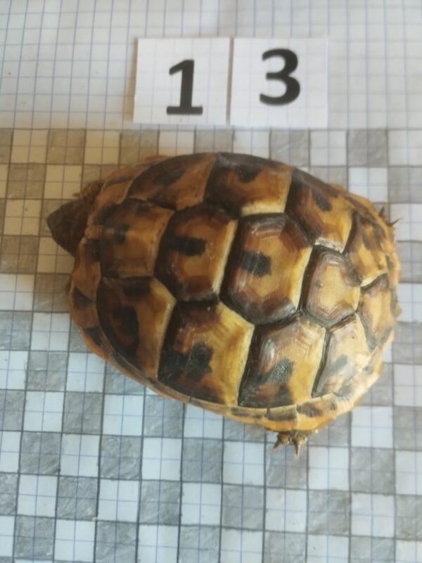 Testudo Hermanni Boettgeri n°13 - 05964