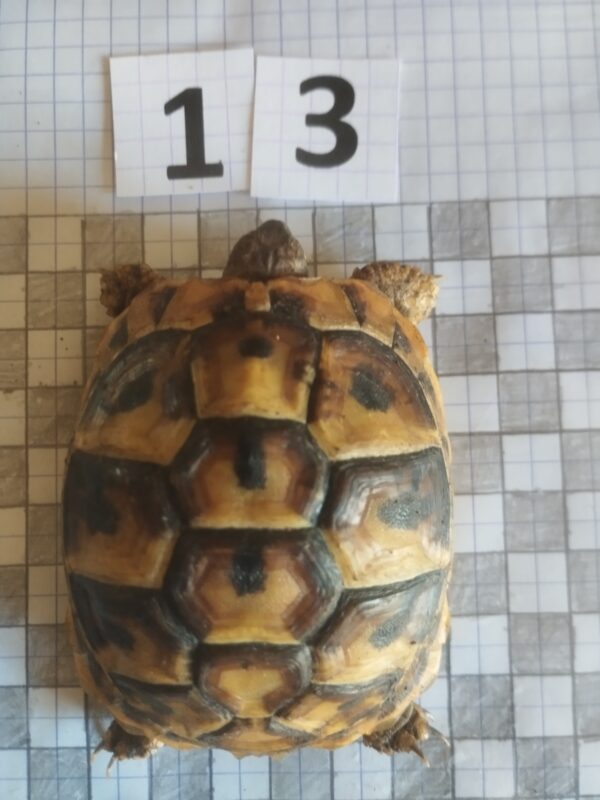 Testudo Hermanni Boettgeri n°13 - 05964 – Image 2