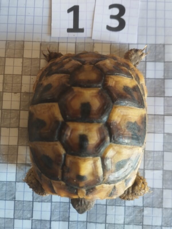 Testudo Hermanni Boettgeri n°13 - 05964 – Image 3