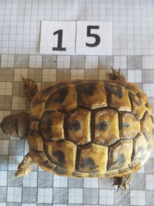 Testudo Hermanni Boettgeri n°15 - 04222 (RESERVEE)