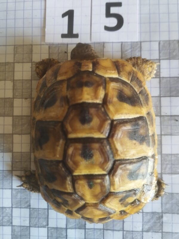 Testudo Hermanni Boettgeri n°15 - 04222 (RESERVEE) – Image 2