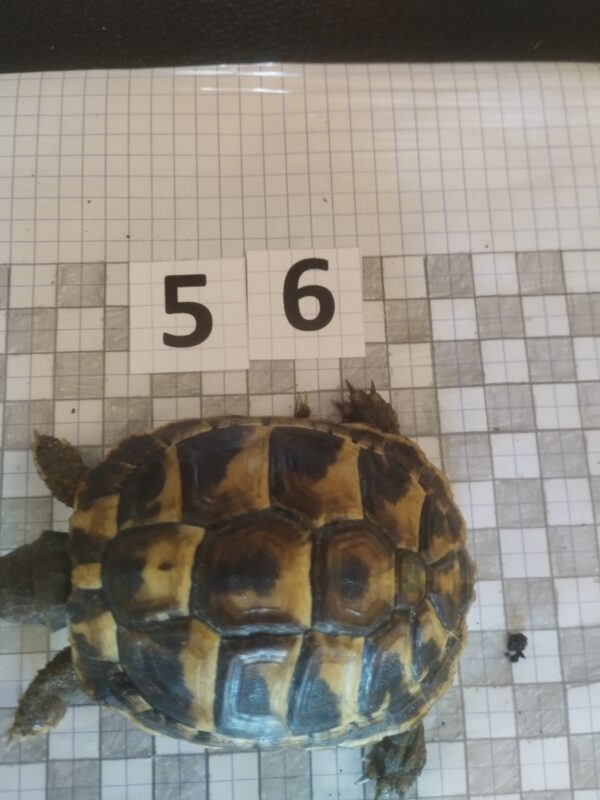 Testudo Hermanni Boettgeri n°56 - 04223