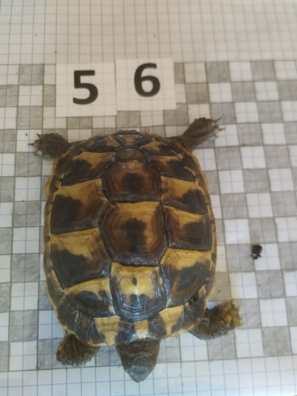 Testudo Hermanni Boettgeri n°56 - 04223 – Image 3