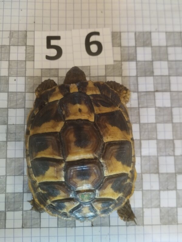 Testudo Hermanni Boettgeri n°56 - 04223 – Image 2