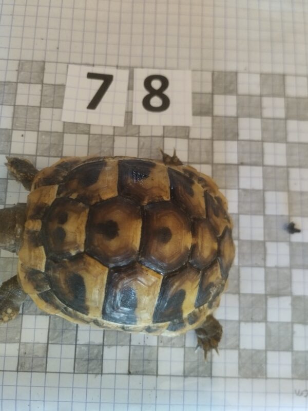 Testudo Hermanni Boettgeri n°78 - 04240 (RESERVEE)