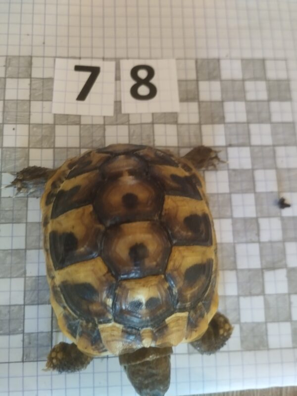 Testudo Hermanni Boettgeri n°78 - 04240 (RESERVEE) – Image 2