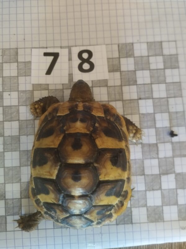Testudo Hermanni Boettgeri n°78 - 04240 (RESERVEE) – Image 3