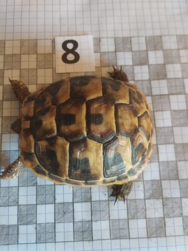 Testudo Hermanni Boettgeri n°8