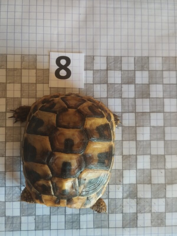 Testudo Hermanni Boettgeri n°8 – Image 2