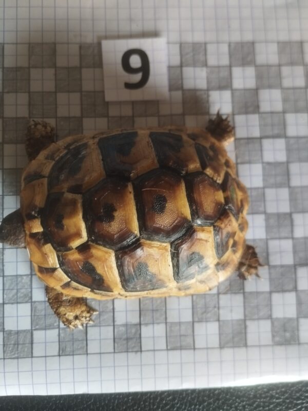 Testudo Hermanni Boettgeri n°9