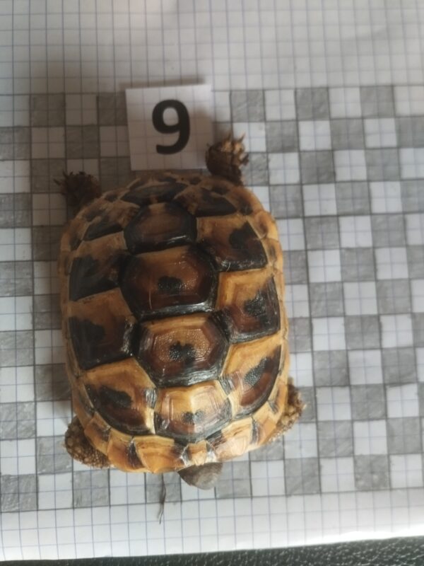 Testudo Hermanni Boettgeri n°9 – Image 2