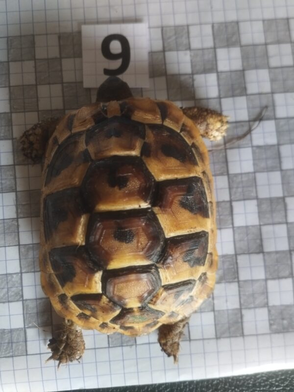 Testudo Hermanni Boettgeri n°9 – Image 3