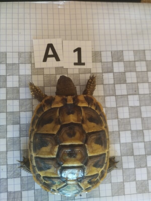 Testudo Hermanni Boettgeri n°A1 (Réservée)-04237 – Image 2