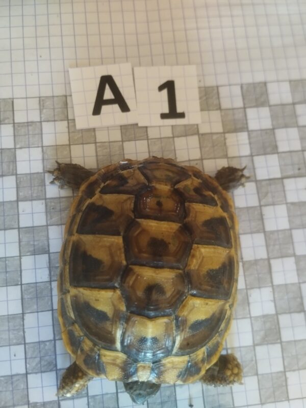 Testudo Hermanni Boettgeri n°A1 (Réservée)-04237 – Image 3