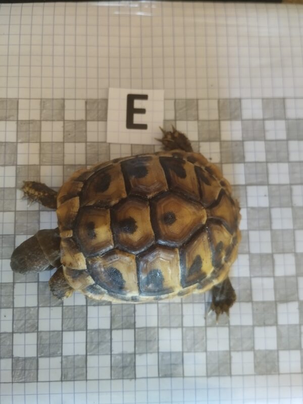 Testudo Hermanni Boettgeri n°E-05879