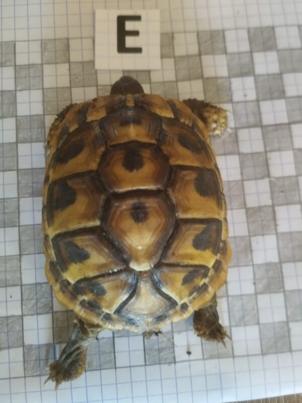 Testudo Hermanni Boettgeri n°E-05879 – Image 2