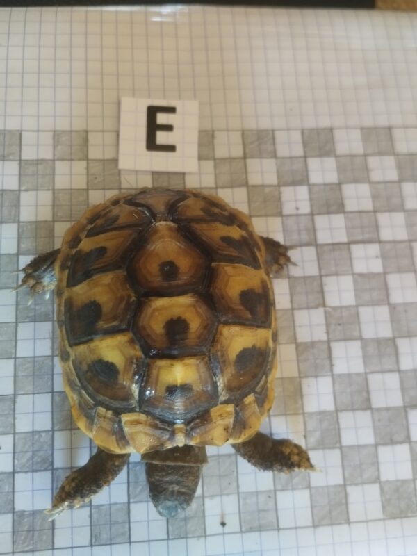 Testudo Hermanni Boettgeri n°E-05879 – Image 3