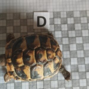 Testudo Hermanni Boettgeri n°D - 05878 (RESERVEE)