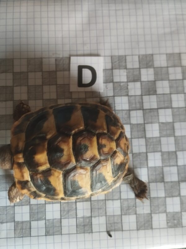 Testudo Hermanni Boettgeri n°D