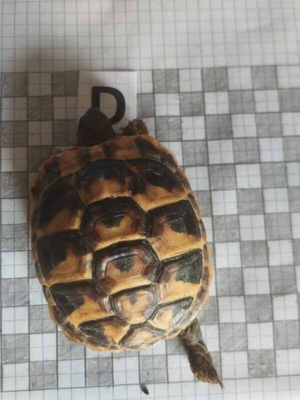 Testudo Hermanni Boettgeri n°D – Image 2