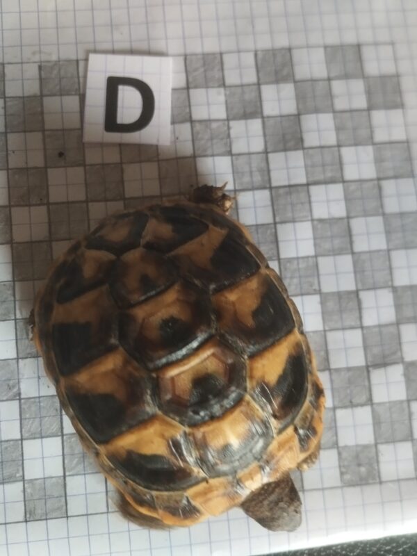 Testudo Hermanni Boettgeri n°D – Image 3