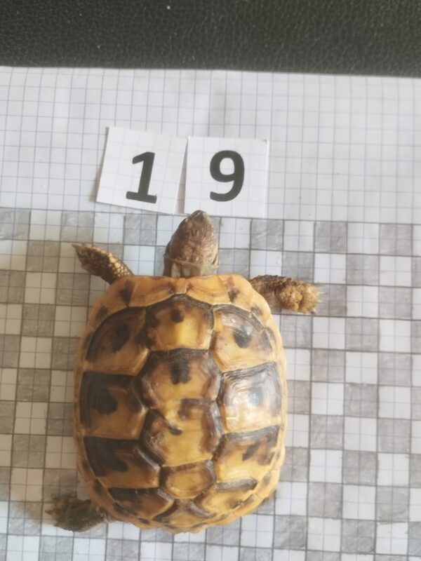 Testudo Hermanni Boettgeri n°19 - 04485