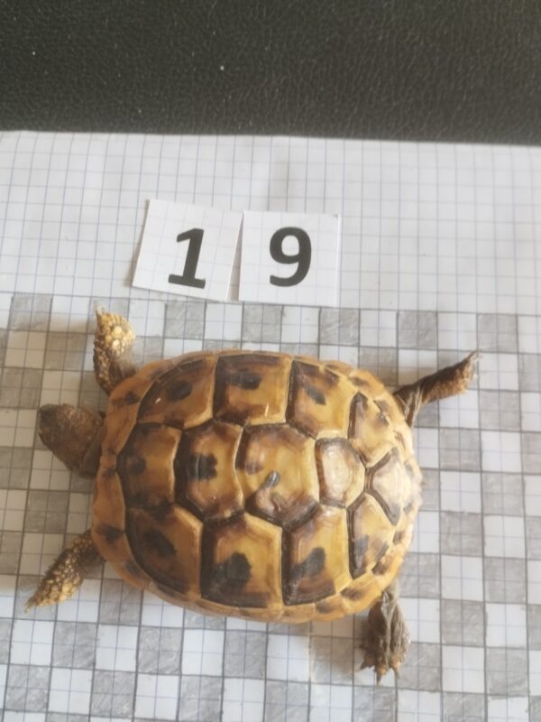 Testudo Hermanni Boettgeri n°19 - 04485 – Image 2