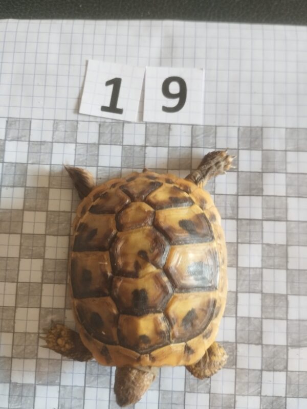 Testudo Hermanni Boettgeri n°19 - 04485 – Image 3
