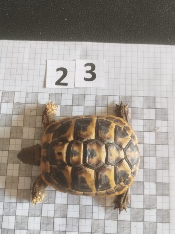 Testudo Hermanni Boettgeri n°23- 04492 – Image 2
