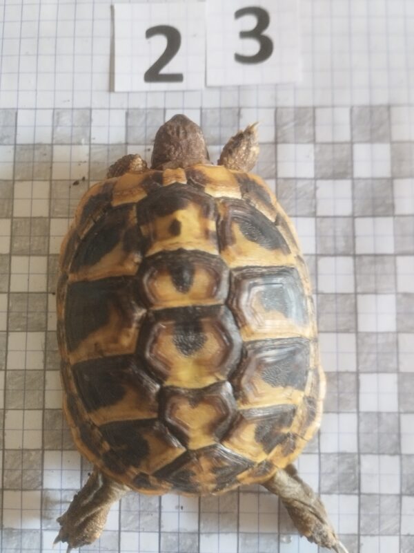 Testudo Hermanni Boettgeri n°23- 04492