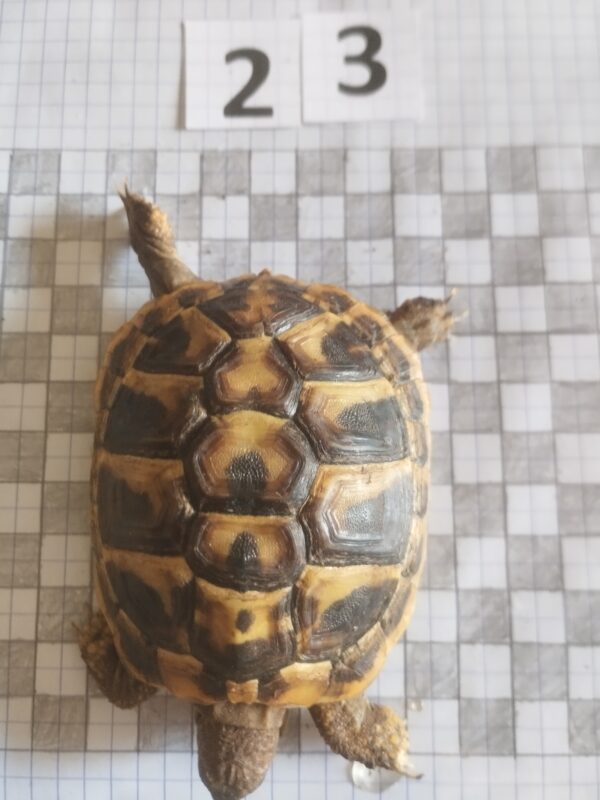 Testudo Hermanni Boettgeri n°23- 04492 – Image 3