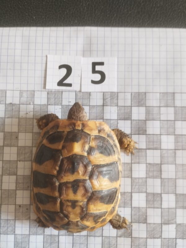 Testudo Hermanni Boettgeri n°25 - 05930