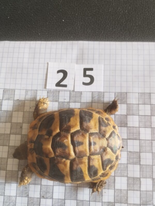 Testudo Hermanni Boettgeri n°25 - 05930 – Image 2