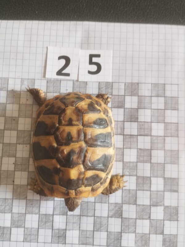 Testudo Hermanni Boettgeri n°25 - 05930 – Image 3