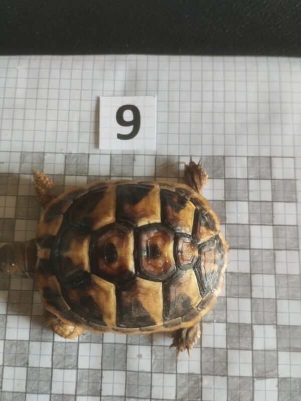 Testudo Hermanni Boettgeri n°09 - 06051 (RESERVEE)