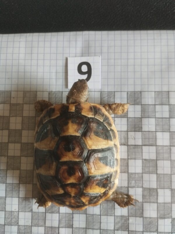 Testudo Hermanni Boettgeri n°09 - 06051 (RESERVEE) – Image 2