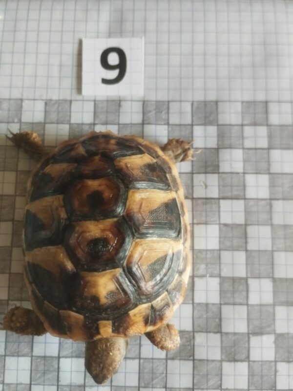 Testudo Hermanni Boettgeri n°09 - 06051 (RESERVEE) – Image 3