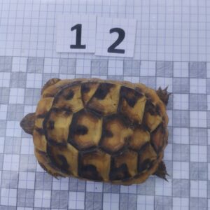 Testudo Hermanni Boettgeri n°12 - 04257