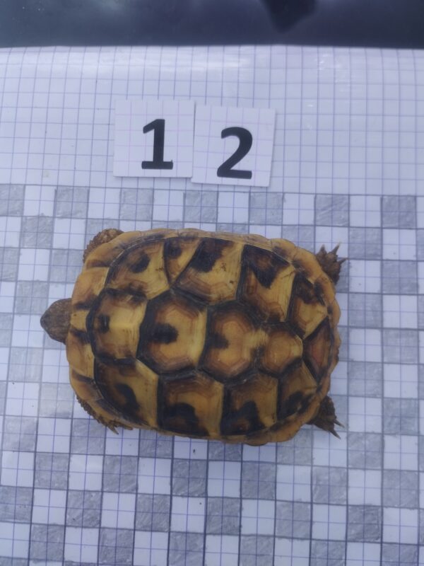 Testudo Hermanni Boettgeri n°12 - 04257