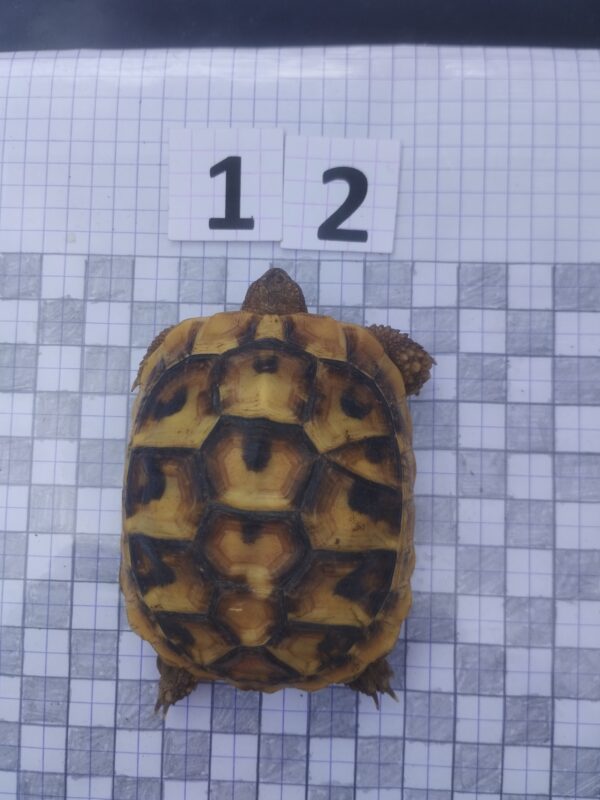 Testudo Hermanni Boettgeri n°12 - 04257 – Image 2
