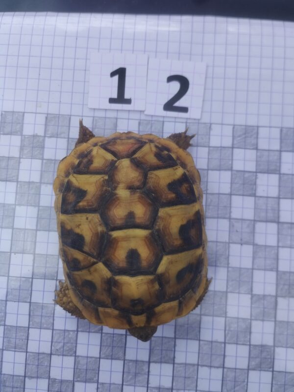 Testudo Hermanni Boettgeri n°12 - 04257 – Image 3