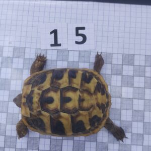Testudo Hermanni Boettgeri n°15 - 04216 (RESERVEE)