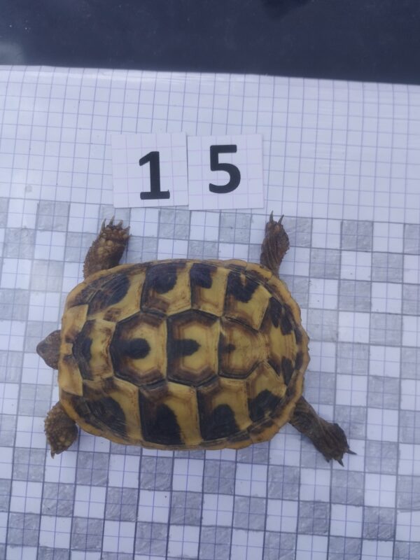 Testudo Hermanni Boettgeri n°15 - 04216
