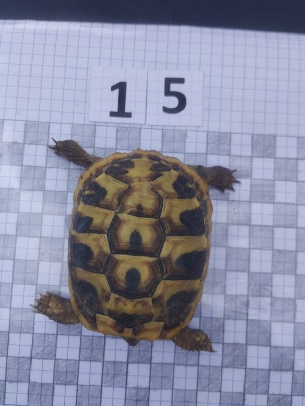 Testudo Hermanni Boettgeri n°15 - 04216 – Image 3