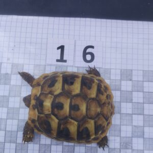 Testudo Hermanni Boettgeri n°16 - 04203