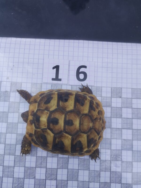 Testudo Hermanni Boettgeri n°16 - 04203